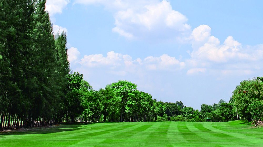 Golf course turf